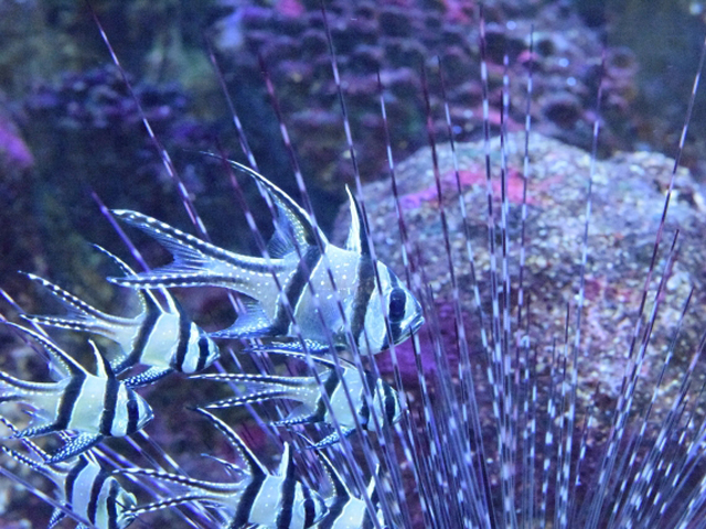 しましまの熱帯魚たち 鮮やかでかわいい 縞模様の魚10選をご紹介