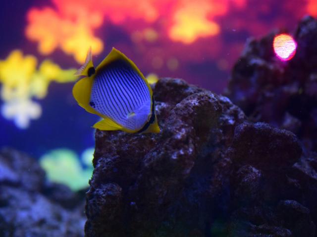 しましまの熱帯魚たち 鮮やかでかわいい 縞模様の魚10選をご紹介 トロピカ