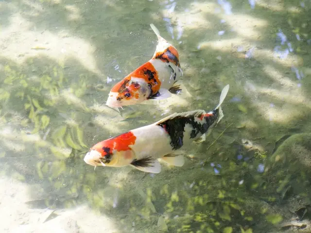観賞魚とは！メダカや金魚など、熱帯魚との違いや特徴について解説し 
