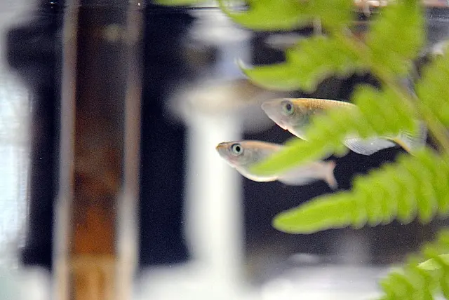 こんな時は餌を与えてはいけない？熱帯魚、金魚、メダカへ断食させる