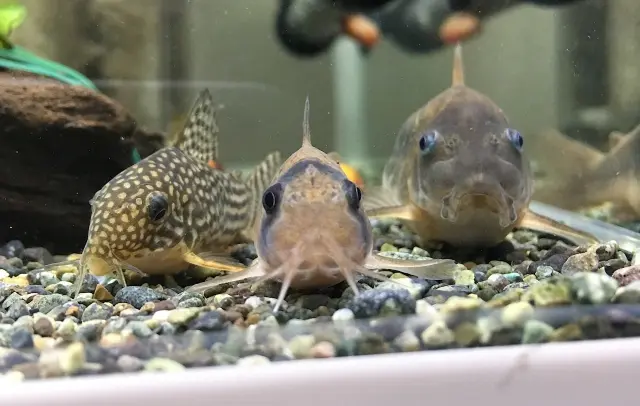 コリドラス特集！人気の種類から珍しい種類まで、かわいい20種をご紹介 