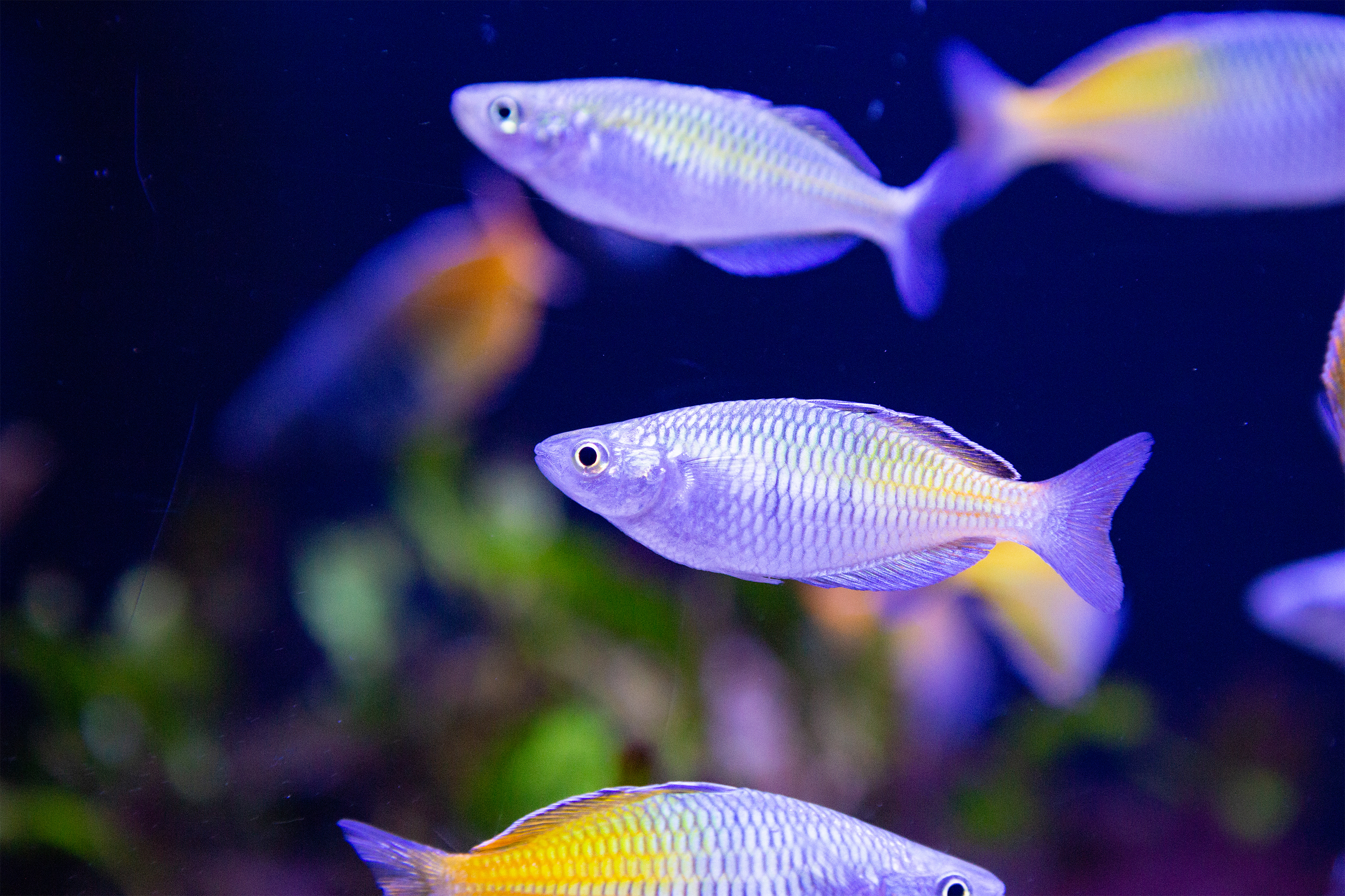 虹色の魚 アクアリウムを幻想的にするレインボーに輝く魚10選をご紹介 トロピカ