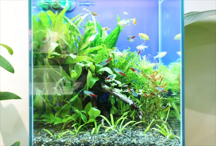 熱帯魚屋へ行くのはちょっとまった！新魚の受け入れ準備はしていますか 