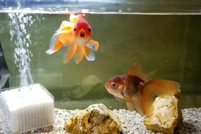 浄化槽用のブロアー めだか 金魚 熱帯魚に こんな時は餌を与えてはいけない？熱帯魚、金魚、メダカへ断食させる
