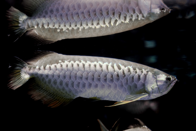 輝く美しさ 銀色の熱帯魚10選 水槽をクールに彩るシルバーカラーの魚達 トロピカ
