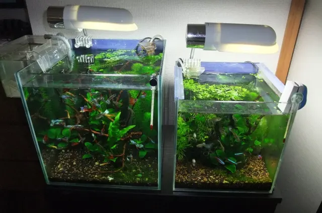 機材なしで水草水槽にCO2を添加する方法！利点とおすすめアイテムを
