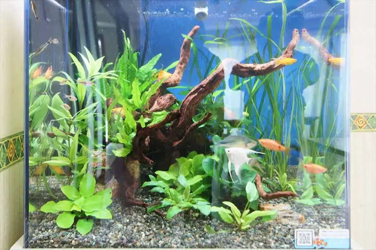 熱帯魚屋へ行くのはちょっとまった！新魚の受け入れ準備はしていますか 