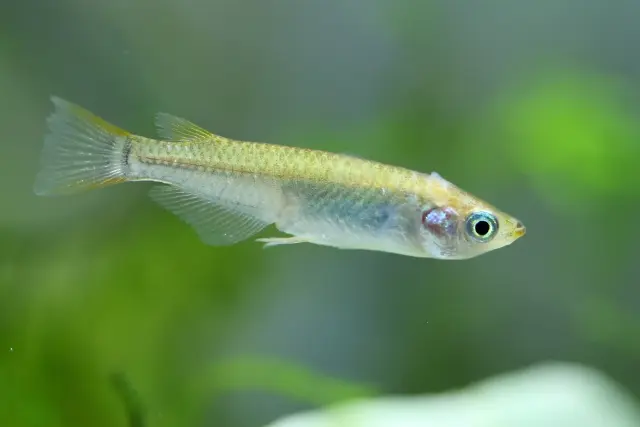 完全版】メダカが死んでしまう原因と解決法のすべて！｜アクアリウム 