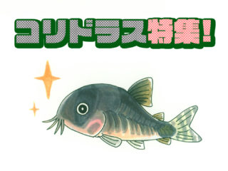 コリドラス特集!人気の種類から珍しい種類まで、かわいい11種をご紹介!