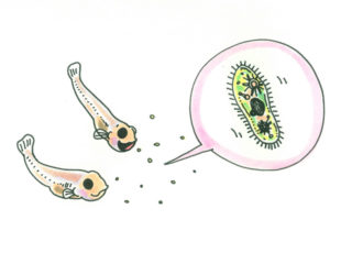 微生物の素とは！メダカやエビ飼育におすすめ！マイクロサイズの餌の効果