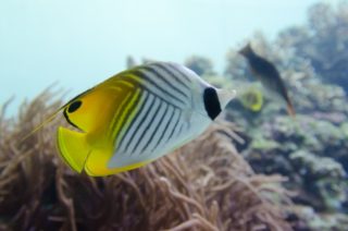 季節来遊魚とは!採集できるポイントは?なぜそんな場所にいるの?