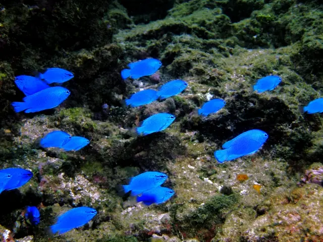 青い熱帯魚特集！水槽のワンポイントにおすすめの種類をご紹介します