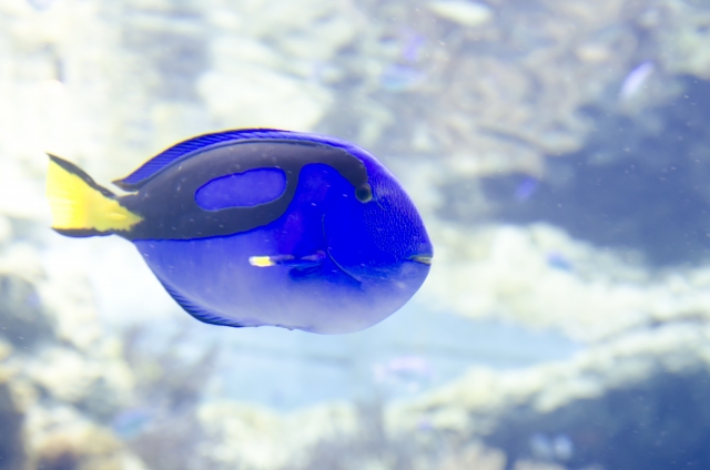 青い熱帯魚特集 水槽のワンポイントにおすすめの種類をご紹介します
