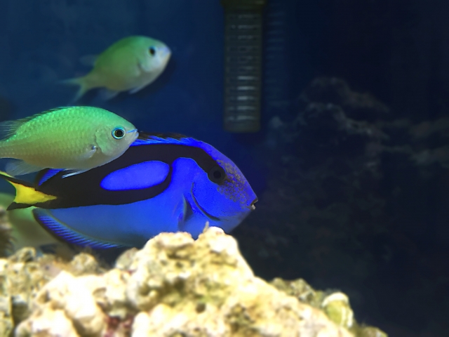 青い熱帯魚特集 水槽のワンポイントにおすすめの種類をご紹介します トロピカ