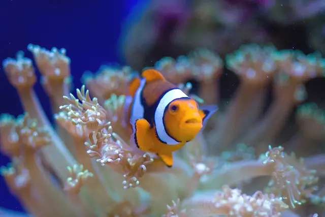 外部フィルターで海水魚水槽！オーバーフローでなくても飼える海水魚5