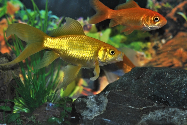 赤色なのになぜ金魚と呼ぶの 名前の由来や 金色金魚は存在するのか トロピカ