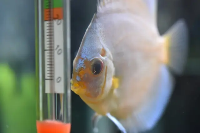 アクアリウムの辞め方とは！水槽機材の処分方法や生体の引き取りまで 