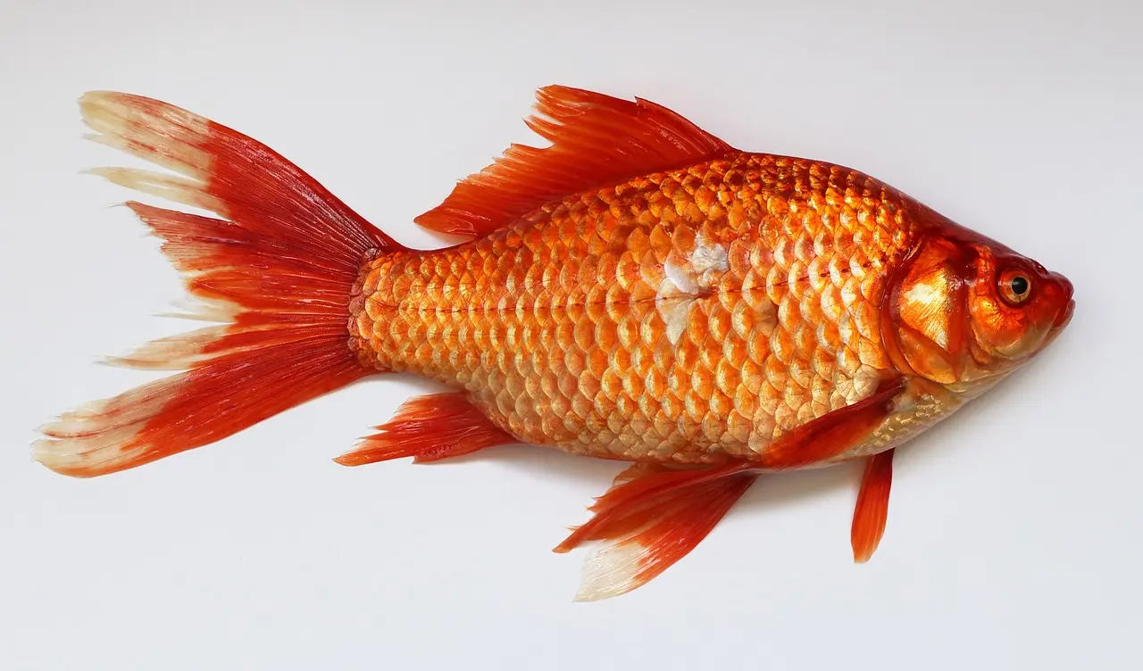 こんな熱帯魚は買ってはいけない！ショップで見るべき魚の状態ポイント 