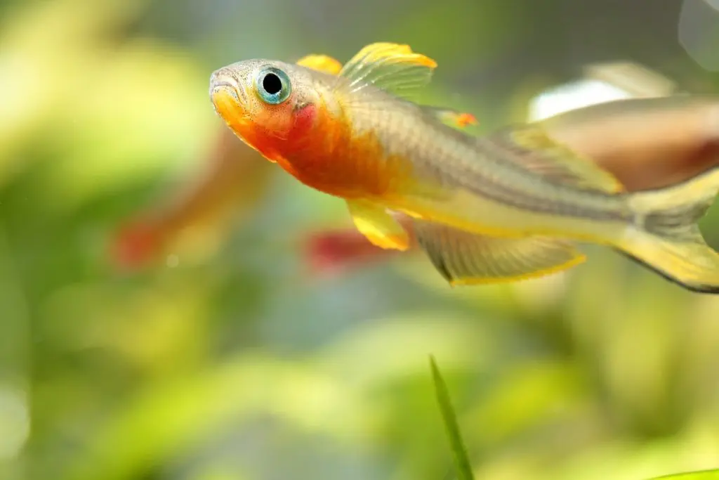 水槽の状態で熱帯魚は変化します！水質の良し悪しがわかる熱帯魚の状態