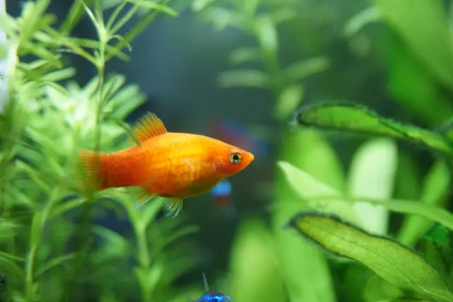 オレンジ色の熱帯魚10選！鮮やかな橙色のおすすめ熱帯魚！秋におすすめ