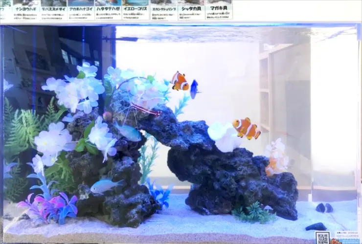 海水魚用品、水槽用品 世界のとれたて海水魚(通信販売)の日海-web.com<日海センター