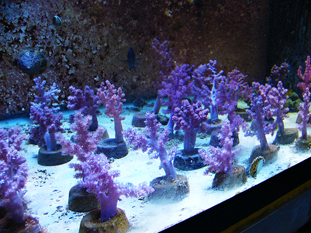 サンゴは自宅で飼育できるの？サンゴの基礎知識やおすすめ種類・購入方法 | トロピカ