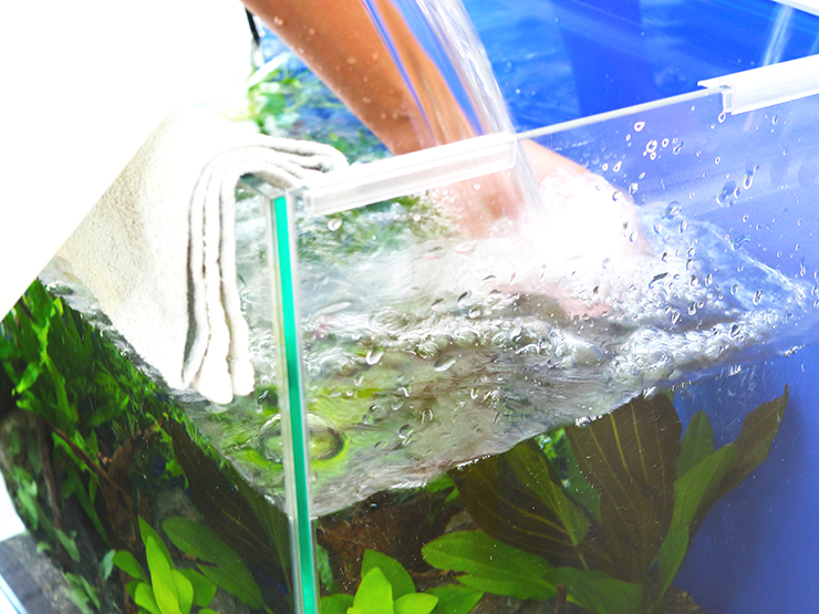 水槽掃除をしたら魚が病気になった 水カビ病などを防ぐ掃除方法とは トロピカ