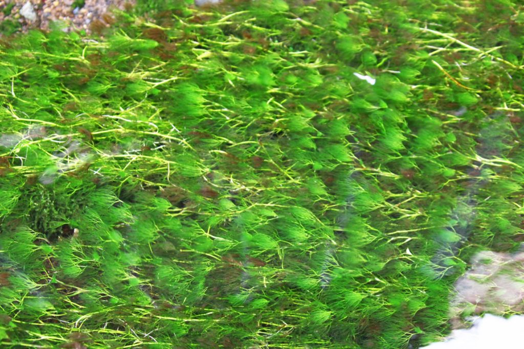 藻とコケの違いとは 水槽に発生させない方法と藻を食べる生き物を解説 トロピカ