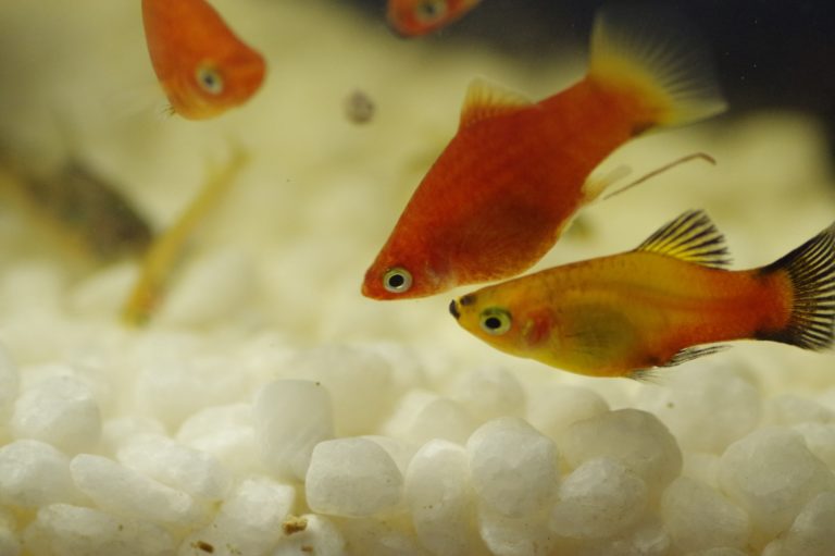 水槽のヘドロ!分解できる?水草への影響は?発生原因、除去方法を解説!|アクアリウム情報メディア トロピカ
