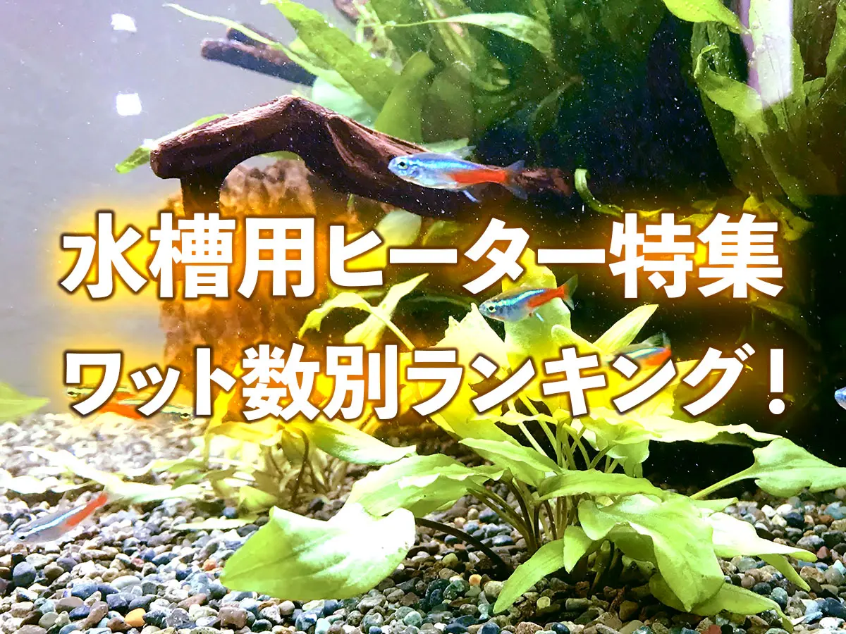 2021年版】水槽用ヒーター特集！ワット数別おすすめランキング