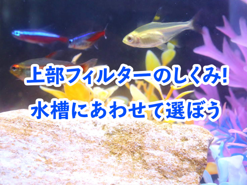 上部フィルターのしくみ！水槽にあわせて選ぶ注意点やメリット