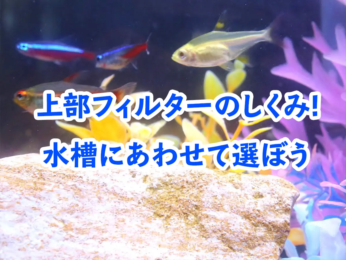 上部フィルターのしくみ！水槽にあわせて選ぶ注意点やメリット