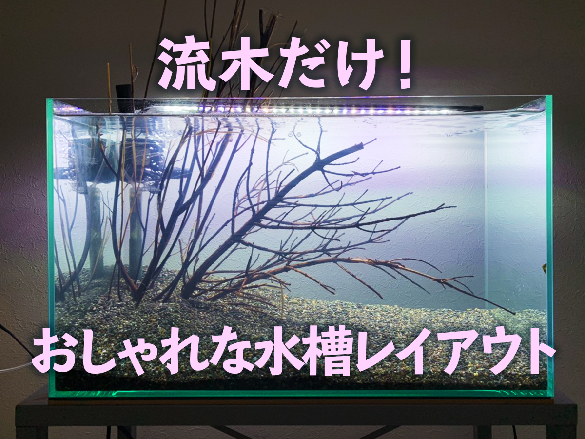 水草はいらない 流木だけでおしゃれな水槽レイアウトを完成させる方法 トロピカ