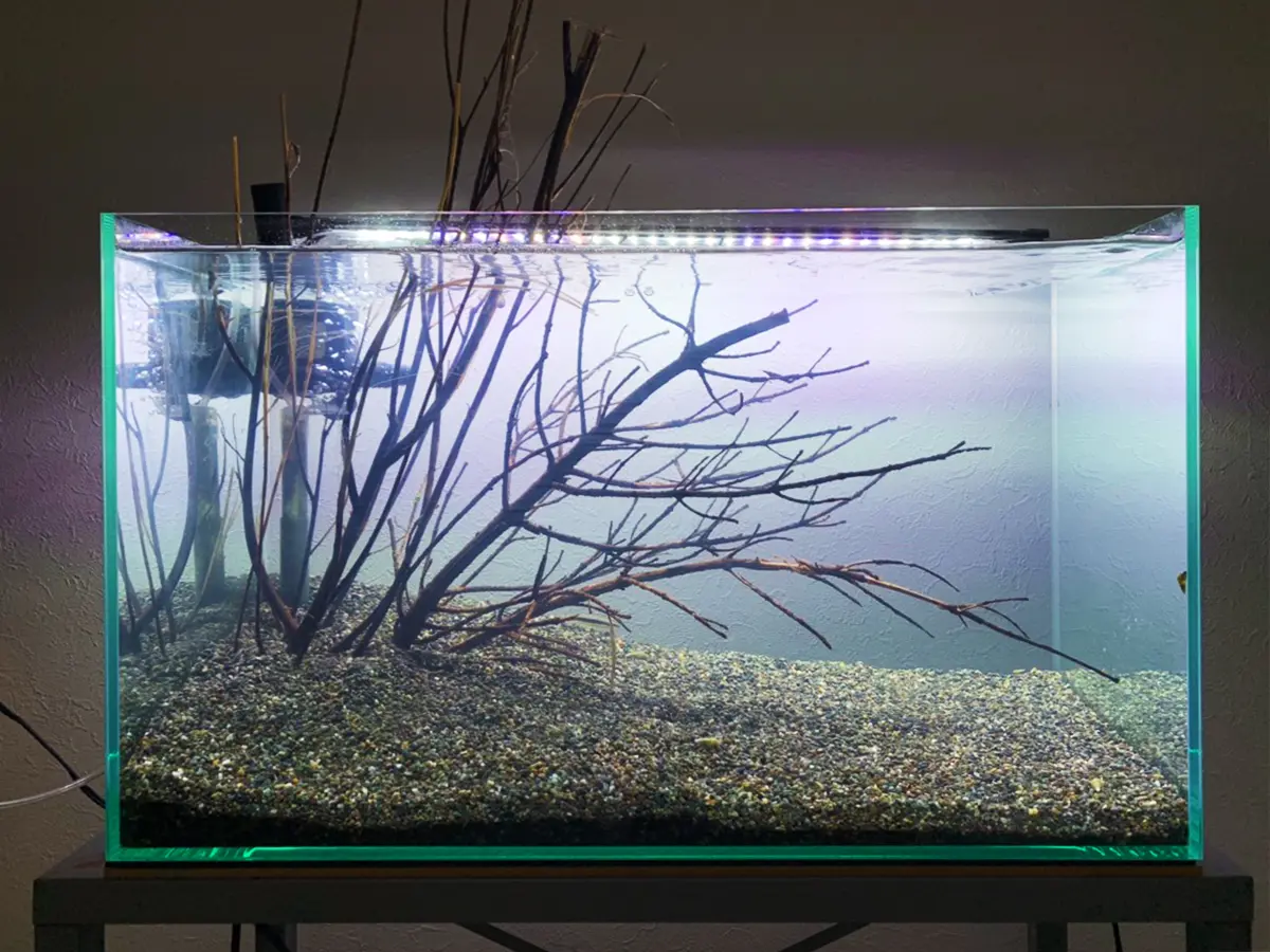 水草はいらない!?流木だけでおしゃれな水槽レイアウトを完成させる 水草はいらない!?流木だけでおしゃれな水槽レイアウトを完成させる
