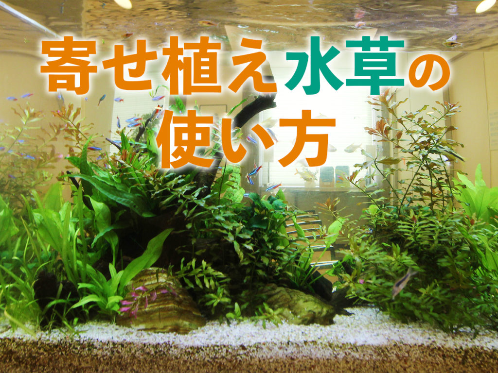 tr_yoseue_main2-1024x768.jpg