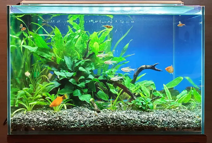 水槽・熱帯魚　23日に応募締切ます！ maxresdefault.jpg
