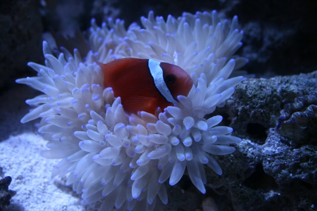 アクアリウムに浄水器は必要 良い水とは メリットとデメリットを解説 トロピカ