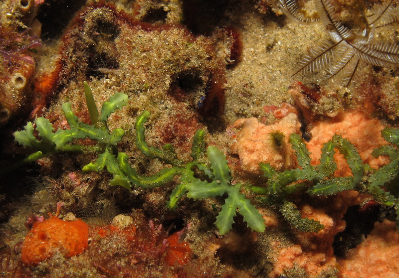 海藻を育てたい 海水水槽で育成するのにおすすめのマリンプランツ5選 トロピカ