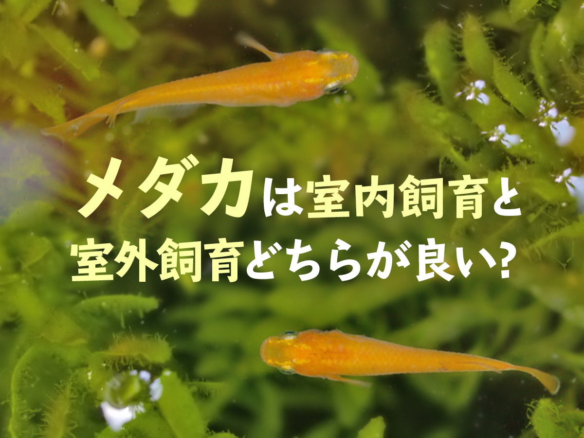 メダカは室内飼育と室外飼育どちらが良い 繁殖は メリット デメリット トロピカ