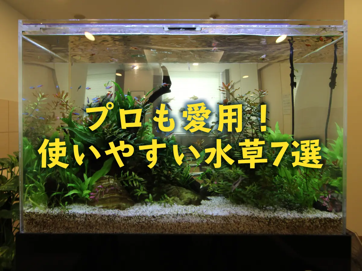 プロも使いやすい水草！採用される理由とアクアガーデンでよく使う水草