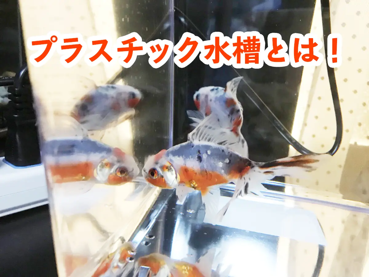 プラスチック水槽とは！手頃な小型水槽セットからFRPなど強化素材を 