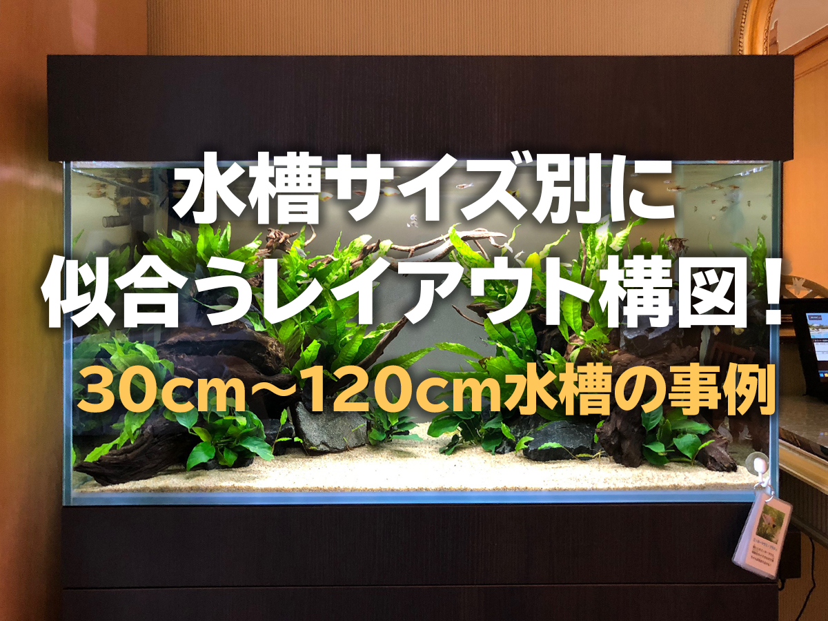 水槽サイズ別に似合うレイアウト構図 30cmから1cm水槽の事例 トロピカ