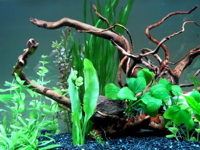 アクアリウムの種類！多様化する水槽！水草・岩・生体だけの水槽とは 