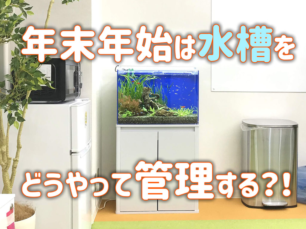 年末年始は9連休!水槽をどうやって管理する?!長期外出時の対策とは 年末年始は9連休!水槽をどうやって管理する?!長期外出時の対策とは