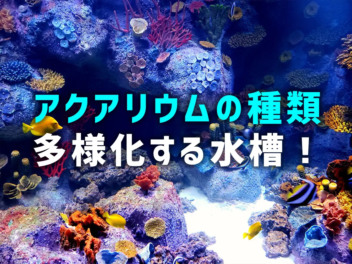 アクアリウムの種類！多様化する水槽！水草・岩・生体だけの水槽とは 