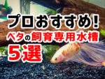 暖かい季節はベタ飼育に最適です 水温対策や飼育の基礎を解説します トロピカ