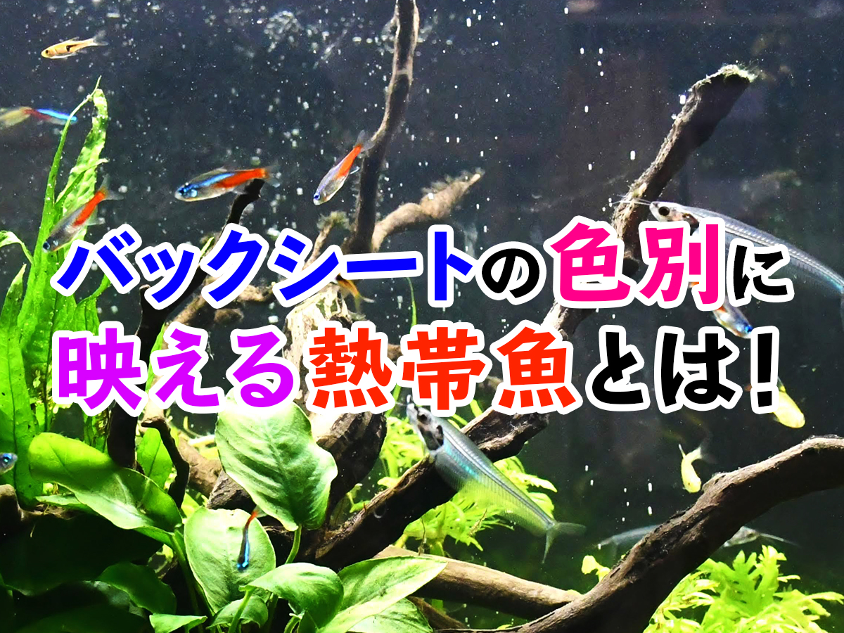 このバックシートにはこの熱帯魚 背景の色別に映える熱帯魚を紹介します トロピカ