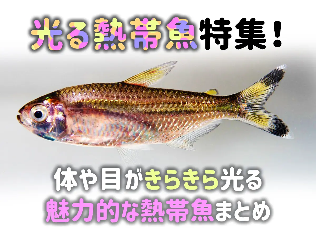 光る熱帯魚特集！体や目がきらきら光る魅力的な熱帯魚をまとめてみまし 