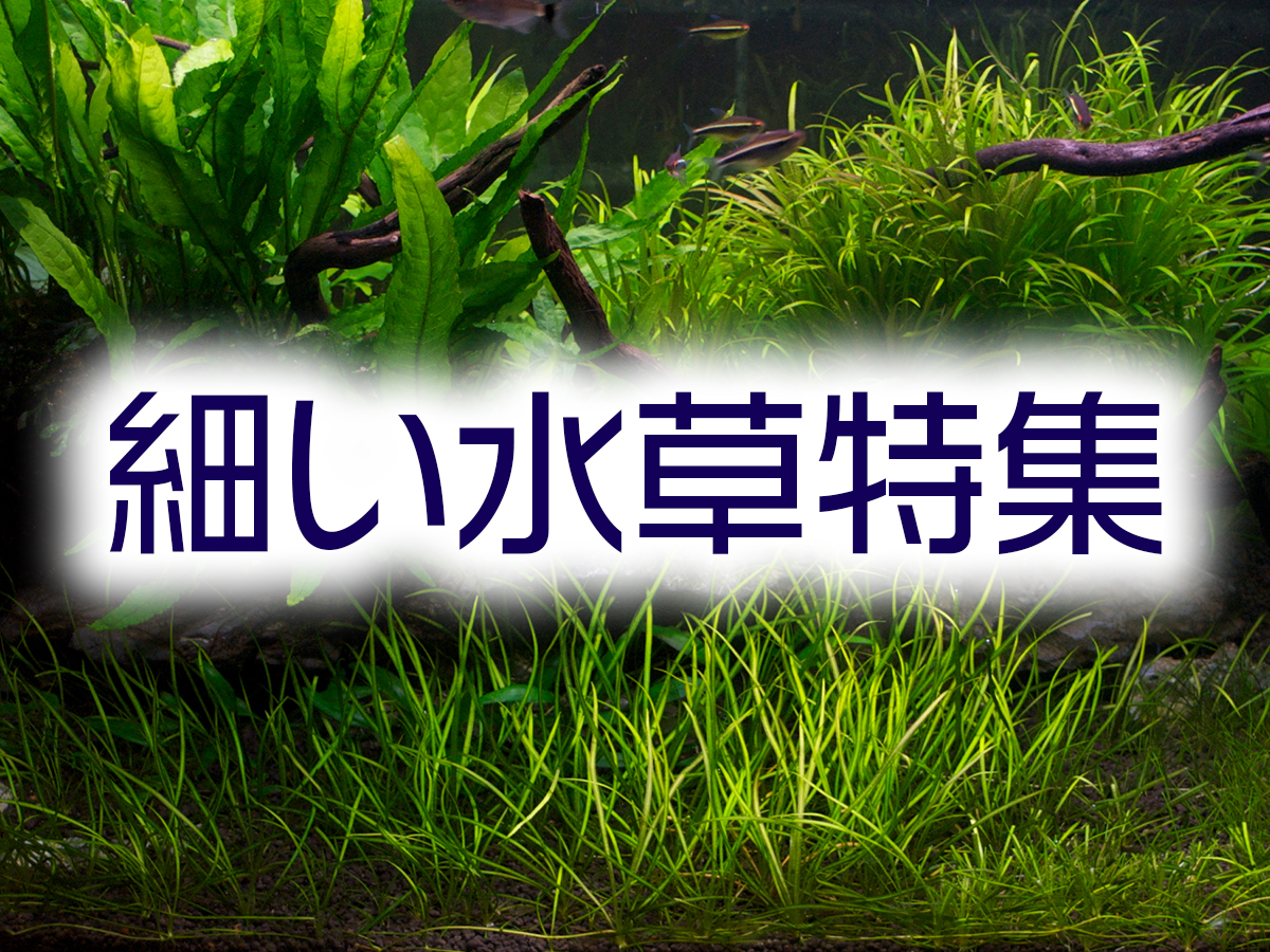 細い水草特集！育てやすく美しいスレンダーな水草を10種紹介します！ | トロピカ