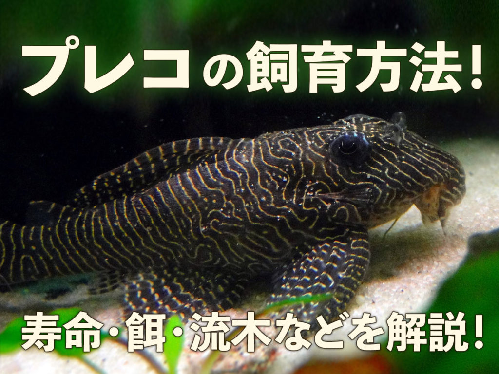 tr_pleco_howto-1024x768.jpg